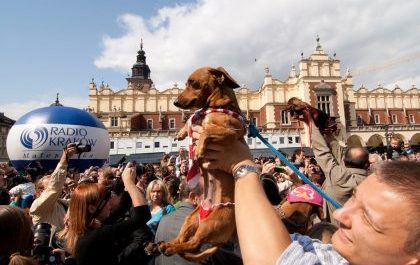 Dachshunds festival in Krakow- parade reaches Main Square.