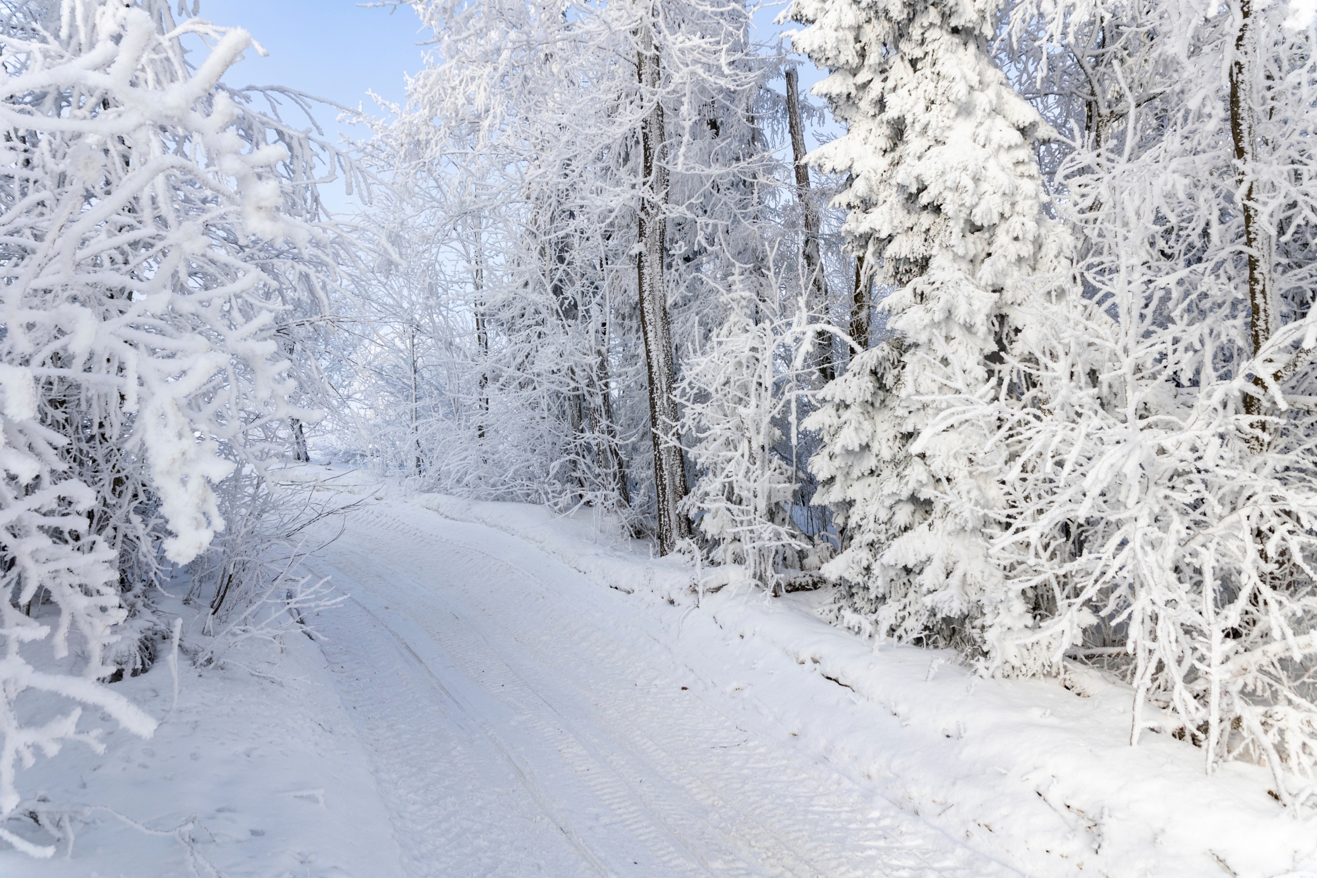 tatra-snowy-forest-trail Snowy forest trail in the Tatra region covered in frost